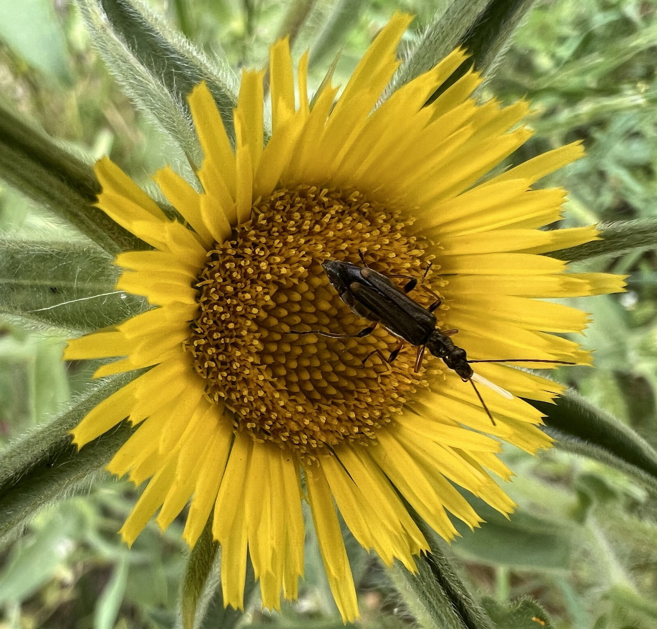 Close-up of a yellow flower with a dark beetle on the center