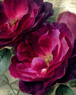 Close-up of deep magenta peony flowers with green leaves on a soft textured background