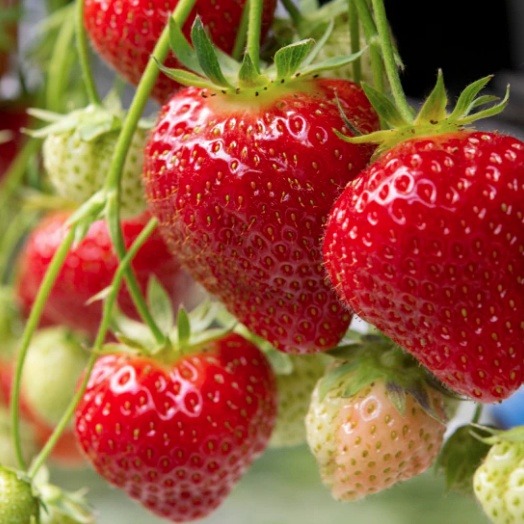 Juicy Strawberries on Vine