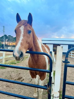 Brown horse with white facial marking behind blue fence at outdoor ranch