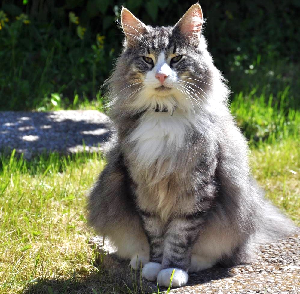 Fluffy Tabby Cat Portrait