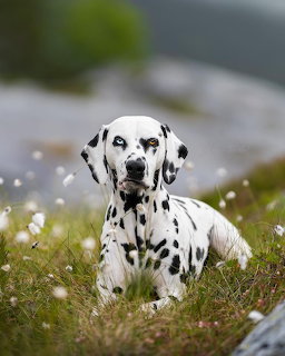 Dalmatian dog with black spots resting on grass with small white flowers in outdoor setting