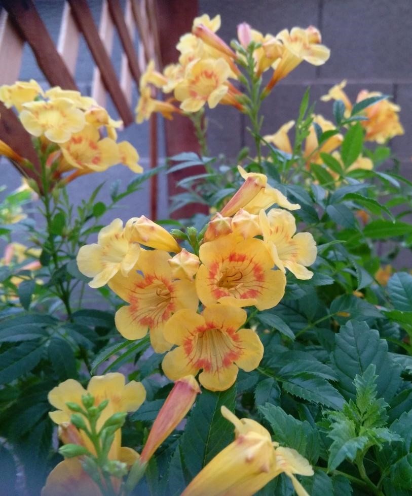 Yellow and orange trumpet vine flowers blooming among green leaves near a brick wall