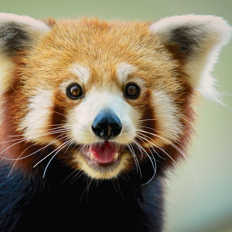 Red Panda Face Close-Up