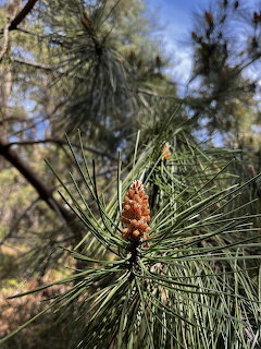 Pine Bud in Spring