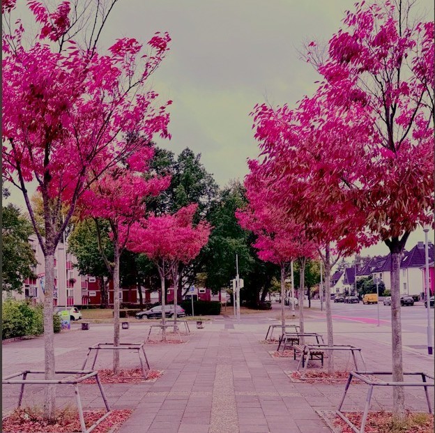 City square with rows of bright pink autumn trees along a paved walkway with benches