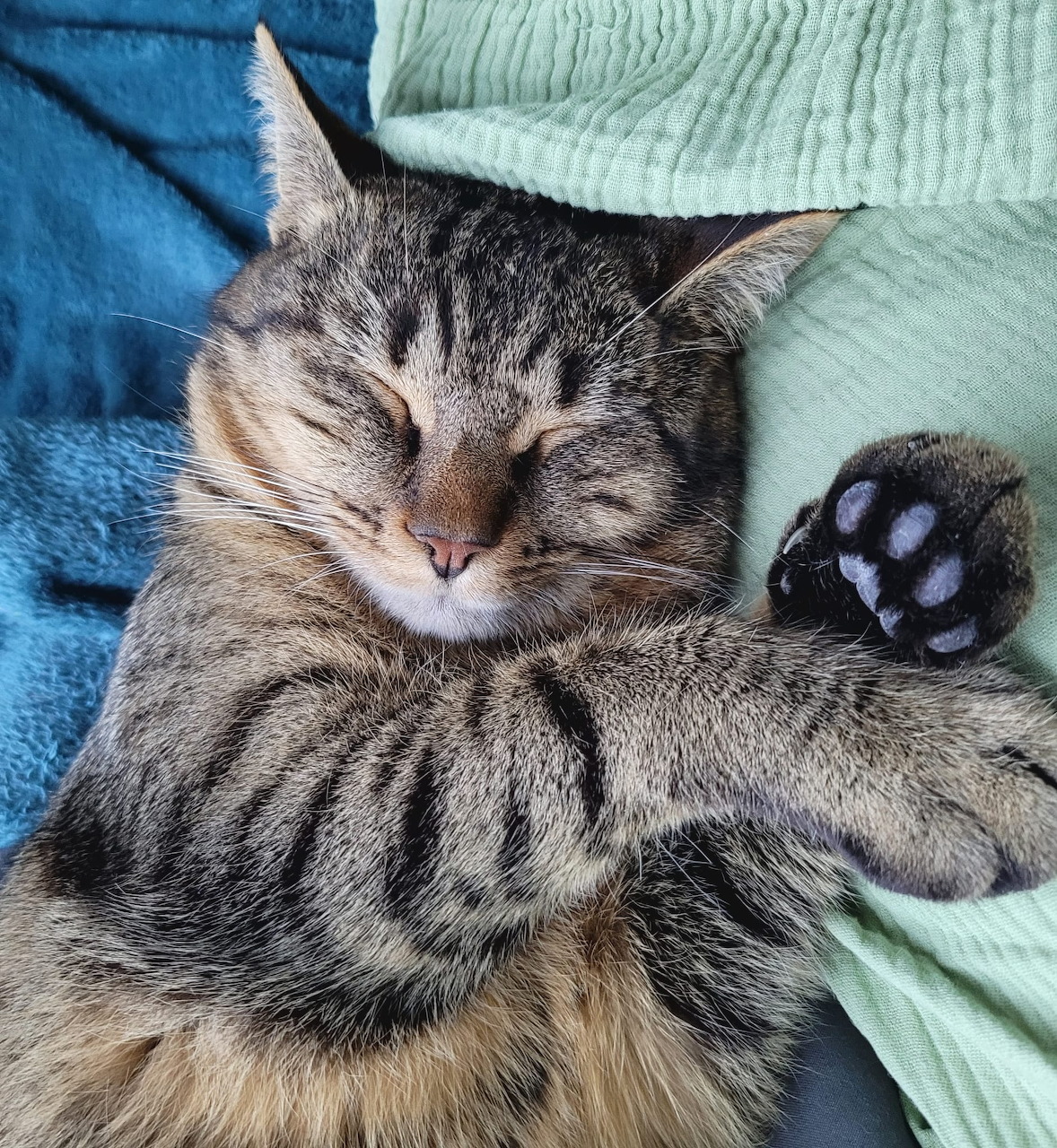 Sleeping cat