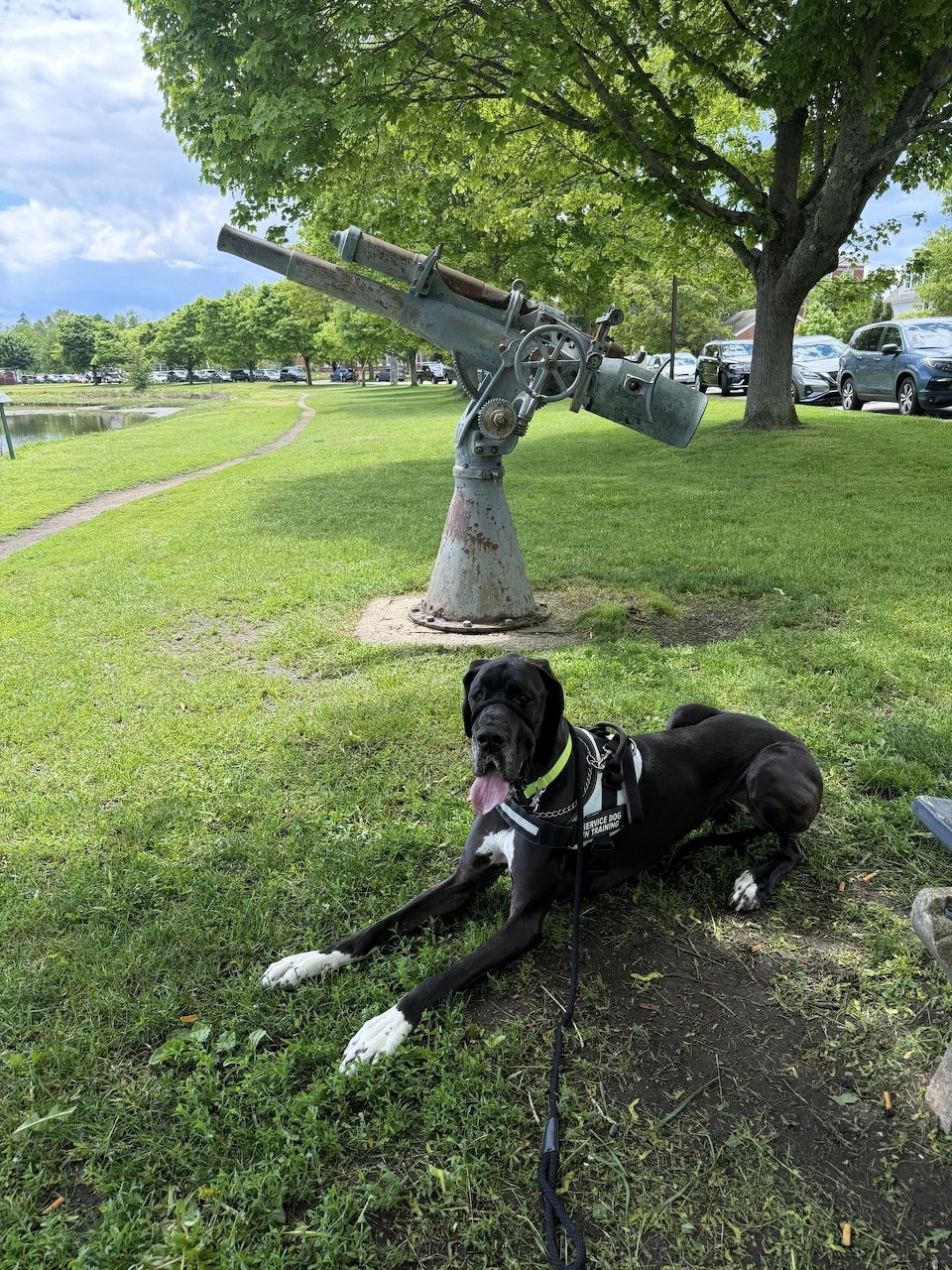 Black dog lying on grass beneath tree with abstract sculpture in park