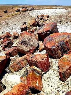 Colorful petrified wood pieces scattered across a dry desert landscape