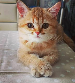 Orange Tabby Kitten Portrait