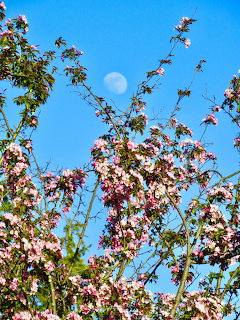 Rising Moon Flowering Tree