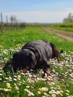 Black dog resting in grassy field with white daisies and dirt path