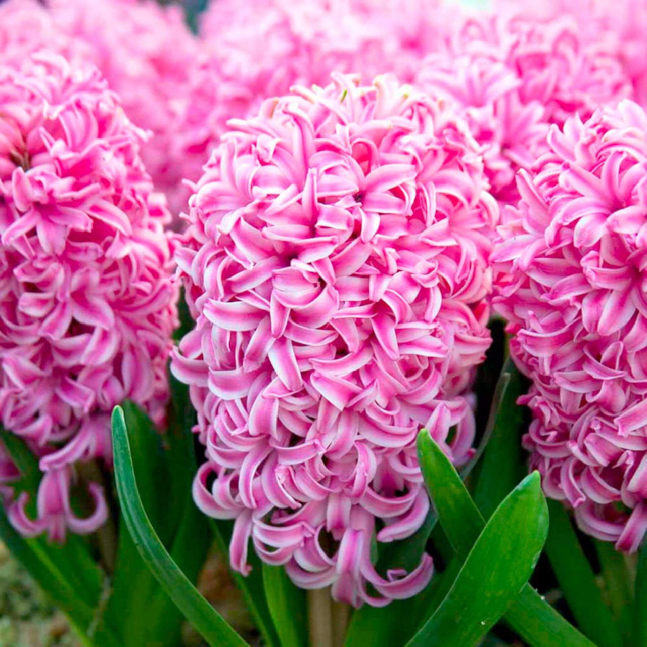 Close-up of pink hyacinth flowers with curled petals and green leaves