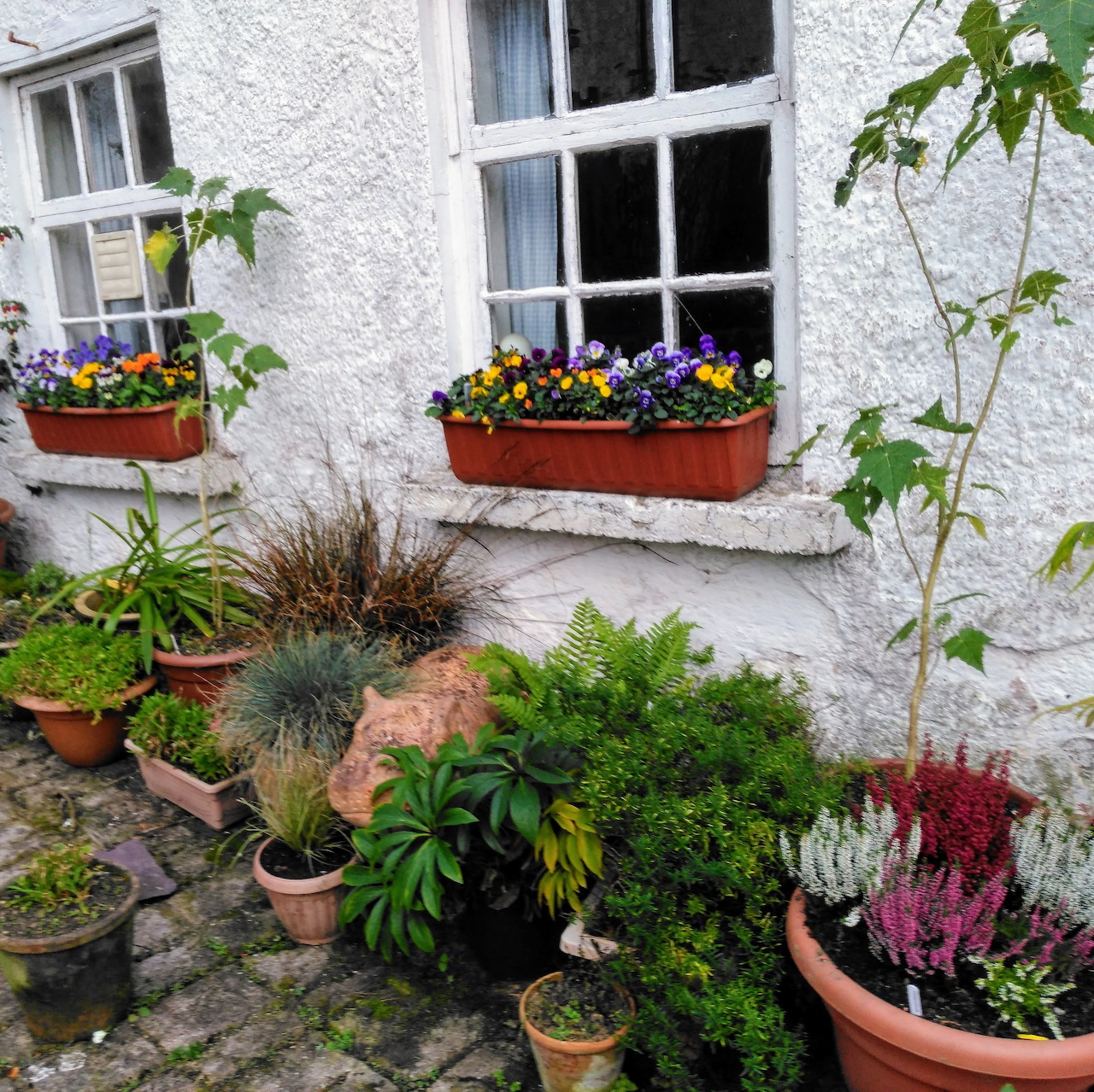 White cottage wall with windows, flower boxes, and potted plants on cobblestone ground