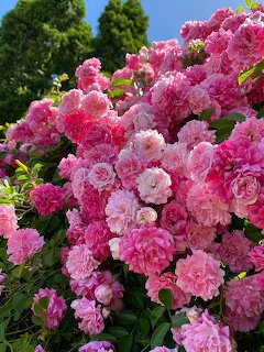 Dense pink climbing roses in full bloom against green foliage and blue sky