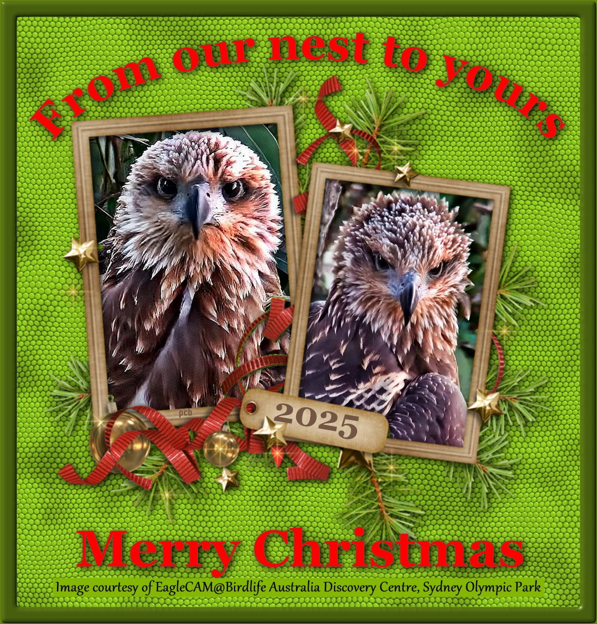 Sea Eagle Christmas