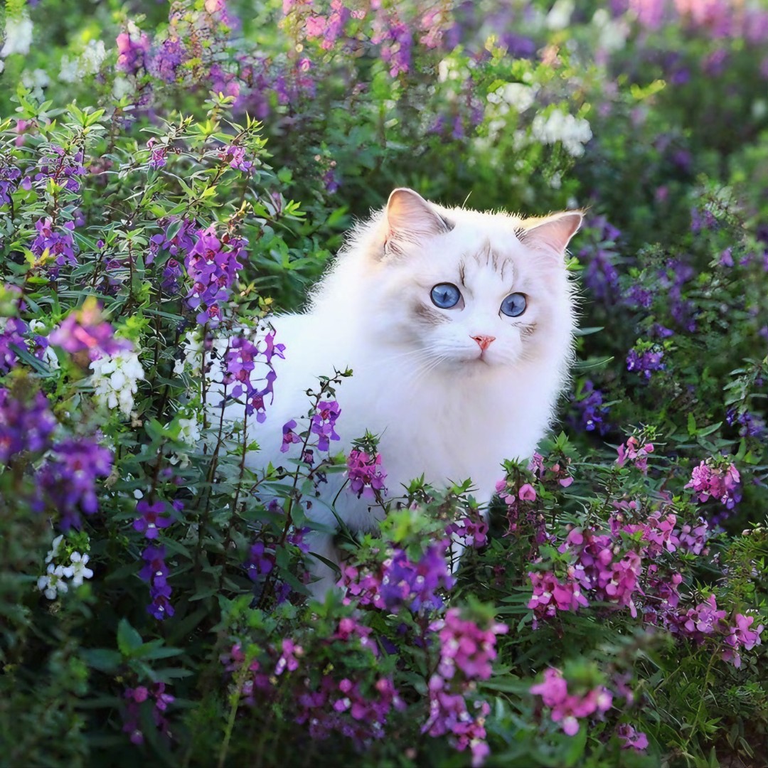 White fluffy cat with blue eyes among purple and pink garden flowers