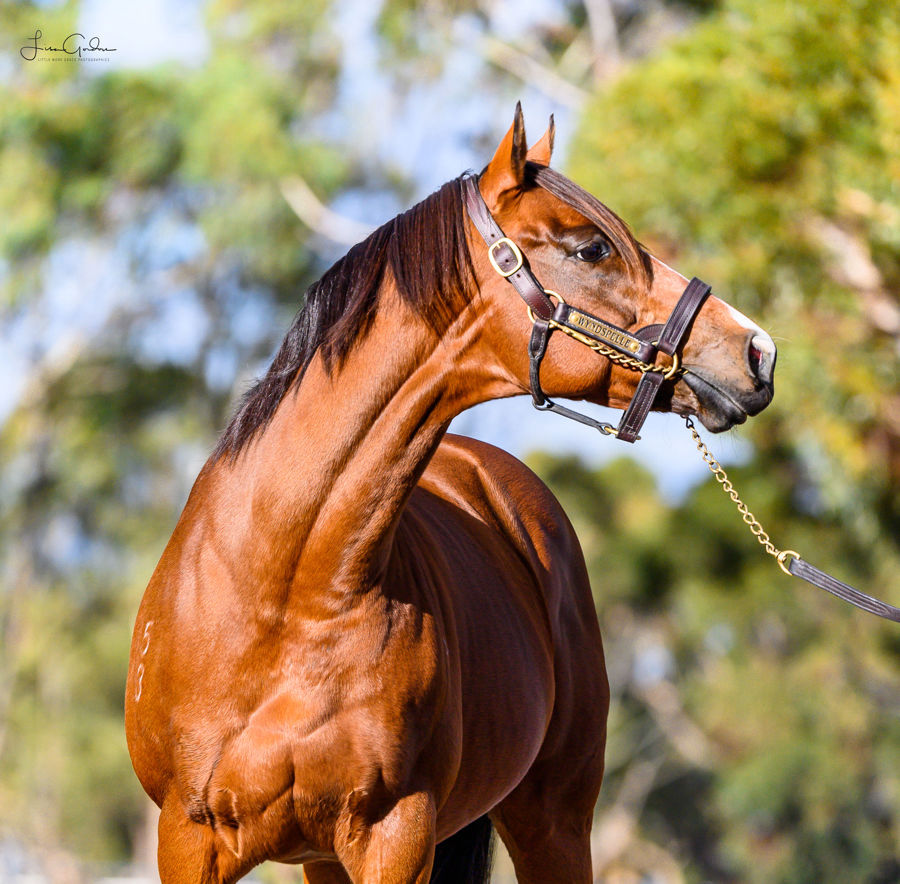 Windspelle Horse Portrait