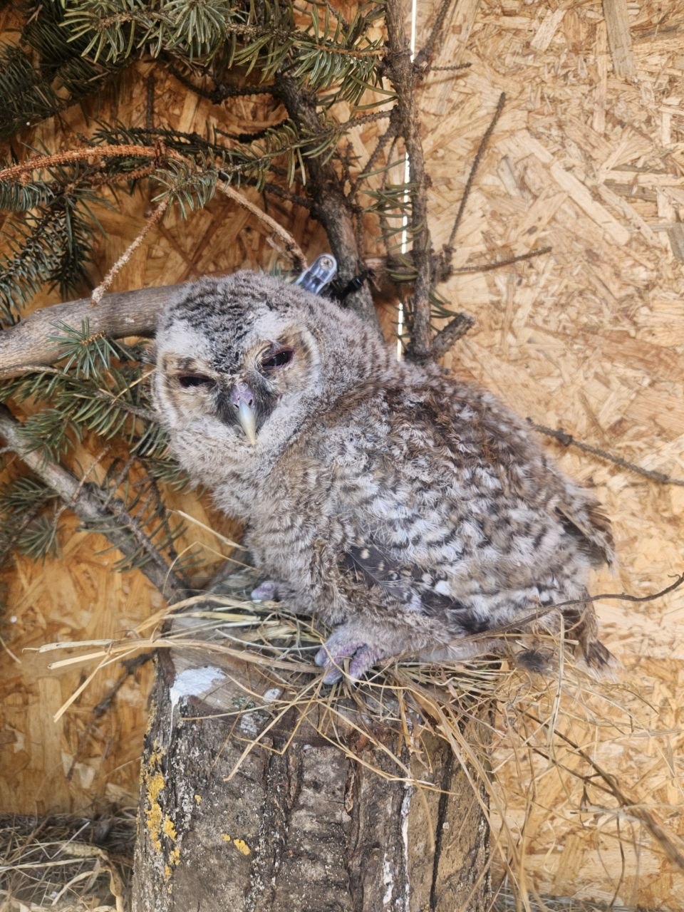 Speckled owl with large eyes sitting on a tree branch with pine needles