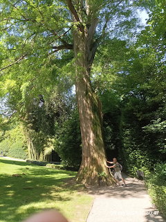 Large old tree with thick trunk in a green park with a person sitting on a bench beneath it