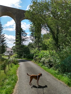 Dog by Viaduct