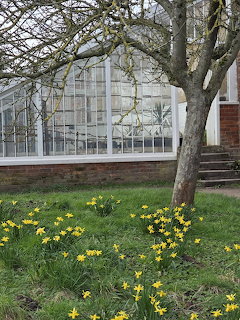 Spring Daffodils by Greenhouse