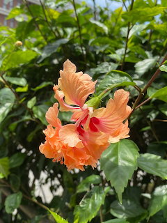 Close-up of a double orange hibiscus flower with red stamens against green leaves