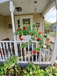White front porch railing with red roses climbing up and green poted plants below