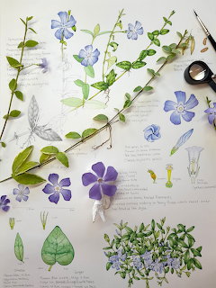 Botanical study of periwinkle flowers with sketches, leaves, stems, and drawing tools on a white surface