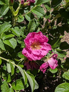 Pink wild rose flowers among green leaves in sunlight