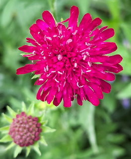 Red Knautia Flower With Bud