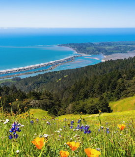 Hiltop view of Stinson Beach with wildflowers in foreground, ocean and lagoon in background