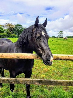Horse on a Farm