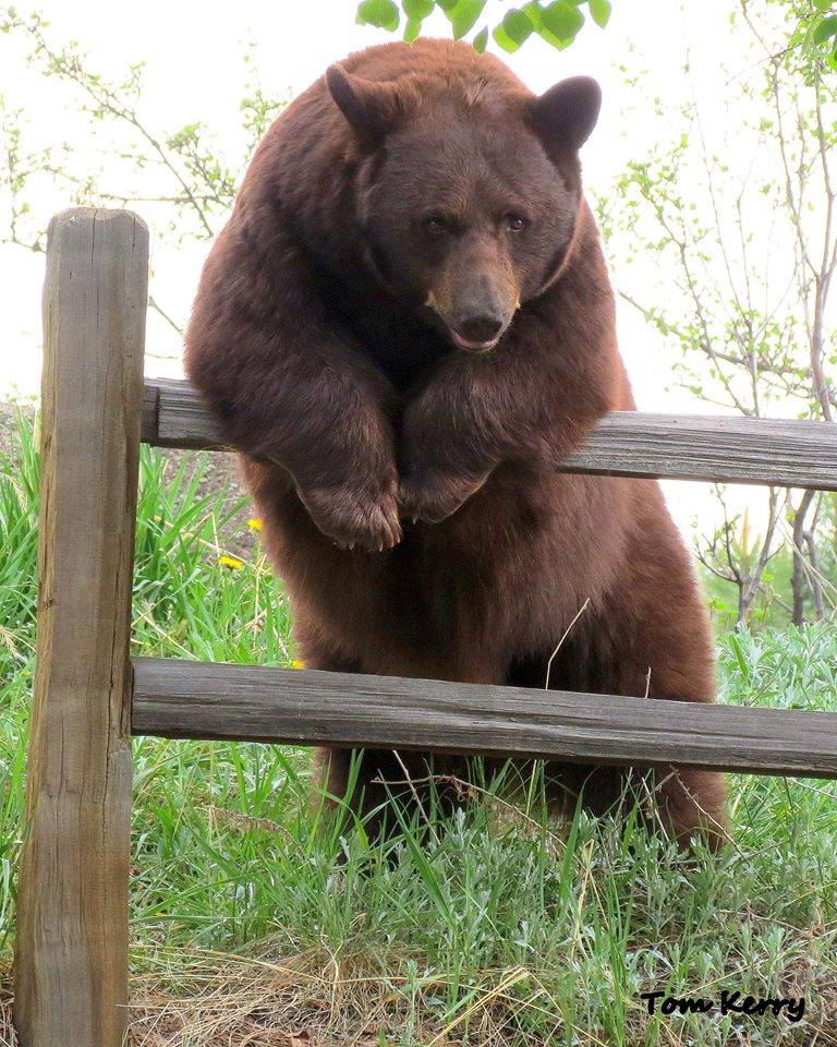 Large brown bear resting its front paws on a wooden fence outdoors with green vegetation behind