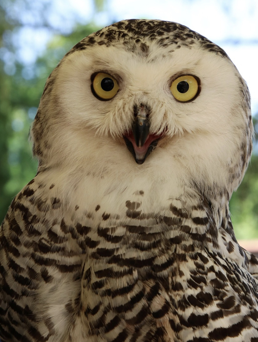 Close-up of a snowy owl with yellow eyes and speckled feathers