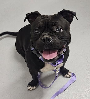 Black pit bull with white chest sitting and looking up, wearing purple collar, tongue out