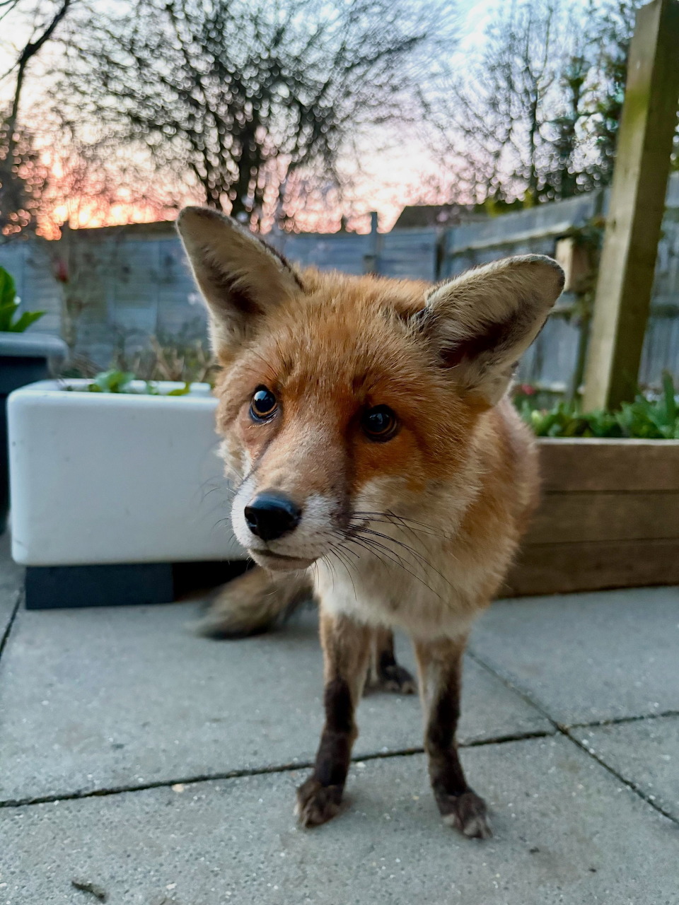 A curious red fox standing on a patio at dusk, looking directly at the camera