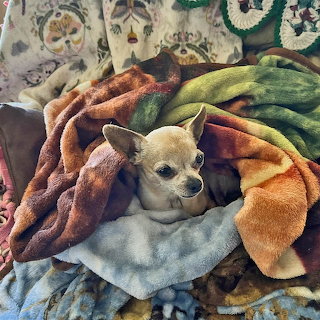 Small chihuahua resting under colorful blankets on a couch