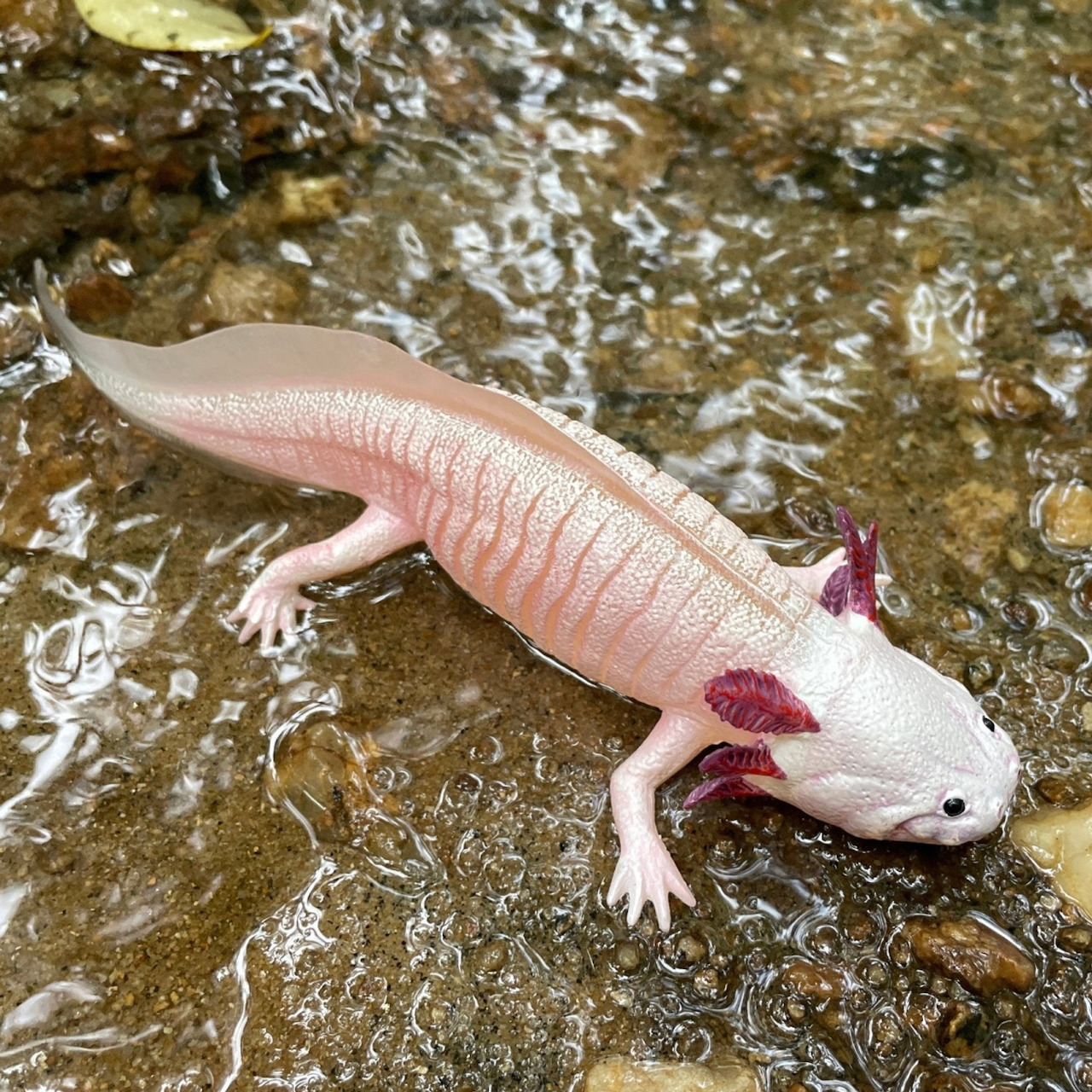 Pale pink axolotl with red gills on rocky stream bed in shallow water