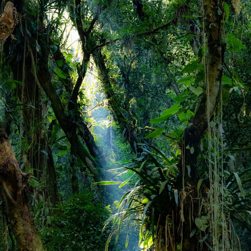 Sunlight streaming through dense green tropical rainforest foliage