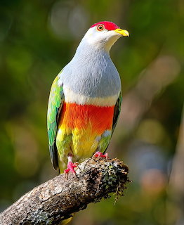 Wallace’s Fruit Dove