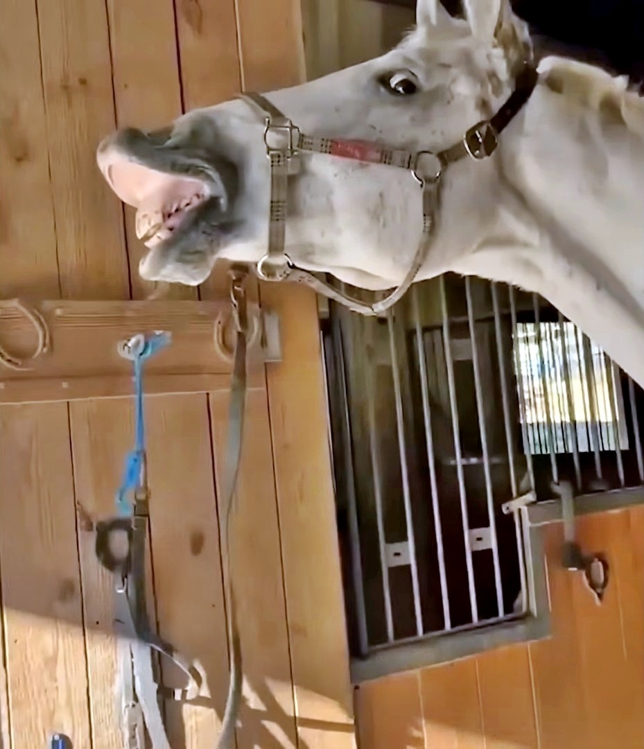 White horse with mouth wide open in a funny laughing expression inside a wooden stable stall