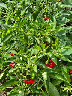 Red and green chili peppers hanging on a leafy garden plant