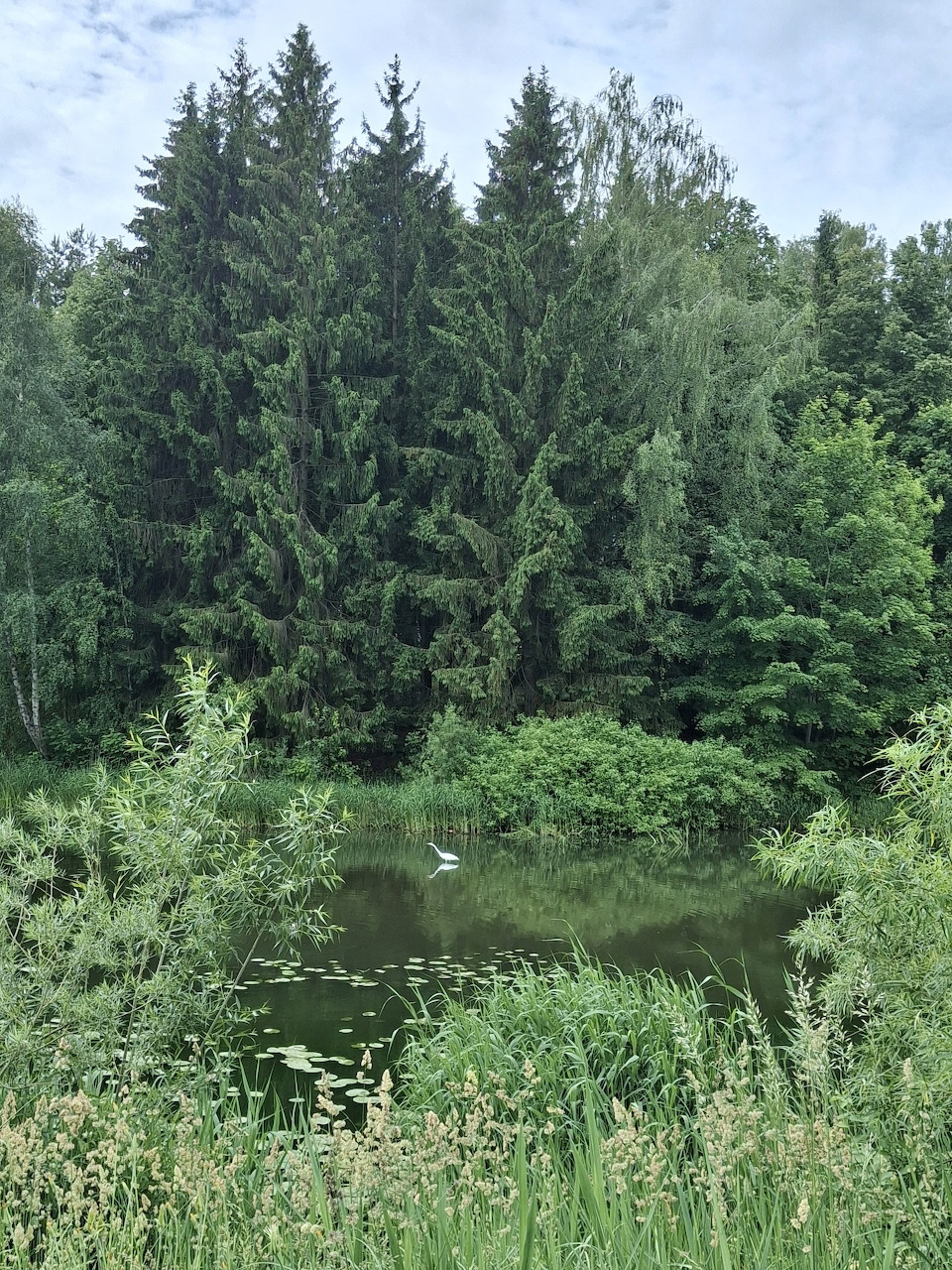 Small lake surrounded by tall evergreen trees and lush vegetation under blue sky with clouds