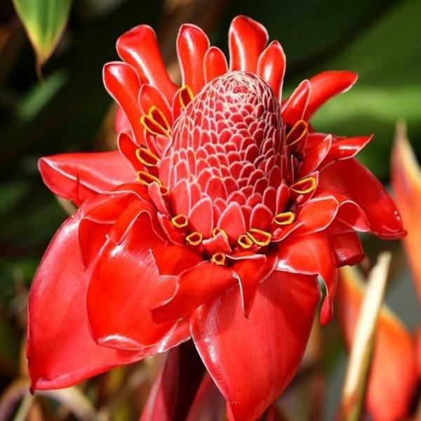 Close-up of a bright red torch ginger flower with layered petals and textured central cone
