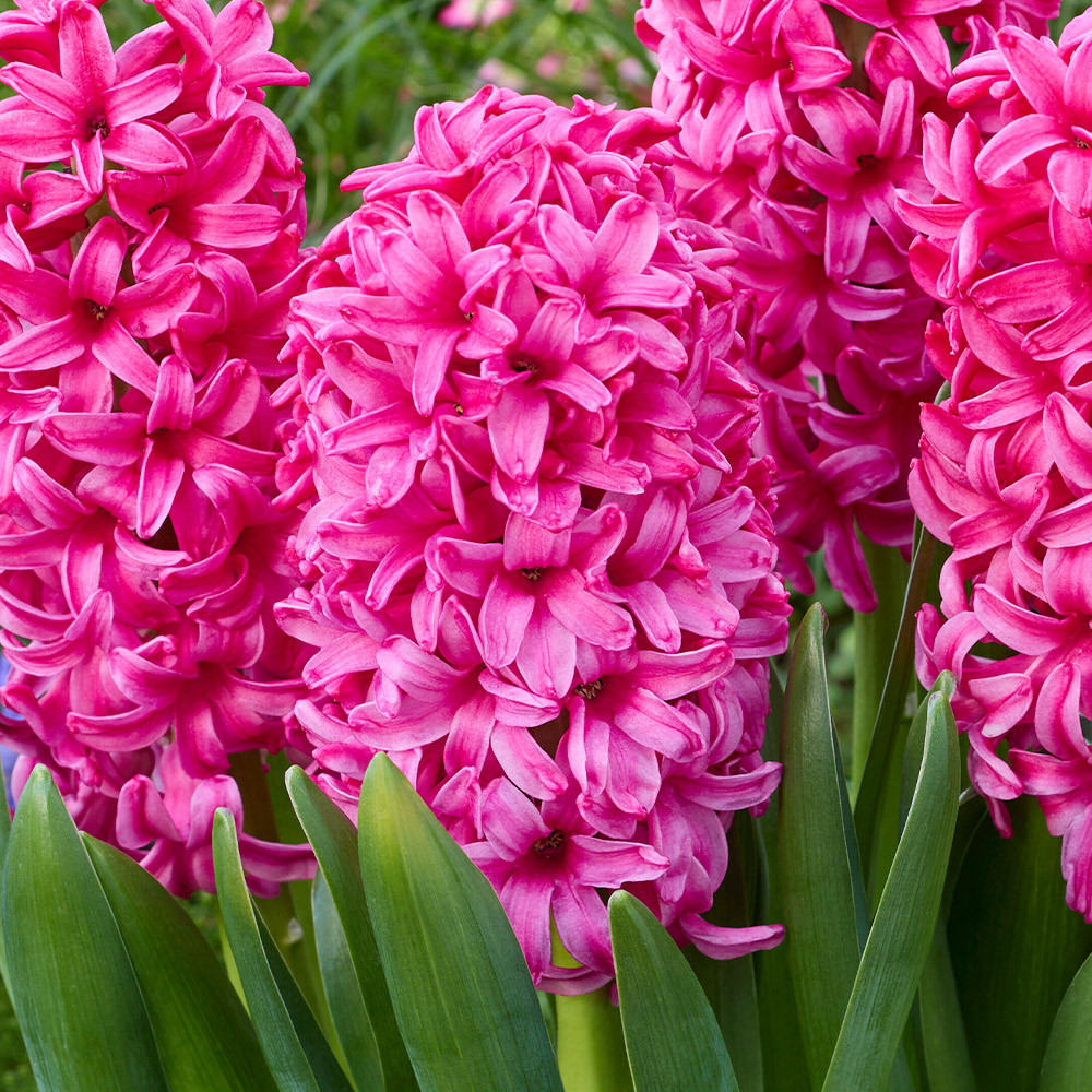 Bright pink hyacinth flowers in bloom with green leaves