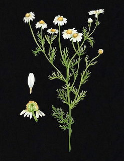 Chamomile
