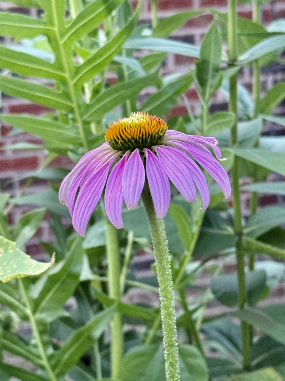Purple Coneflower Bloom