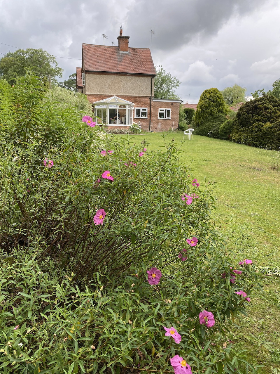 Country house with a grassy lawn, pink flowering shrubs, and a cloudy sky