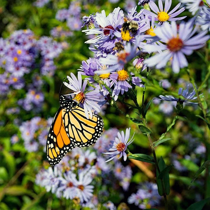 Monarch butterfly with orange and black wings resting on purple aster flowers in a garden